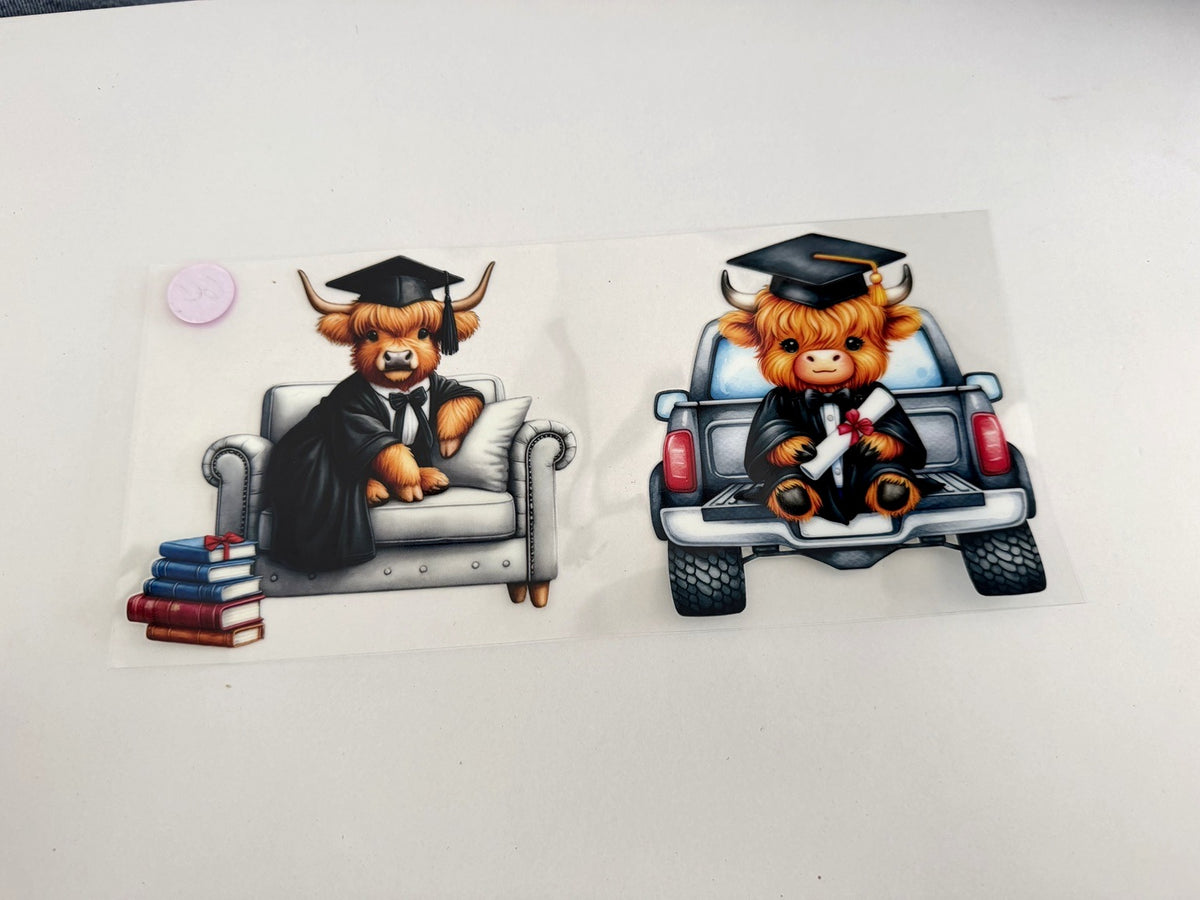Graduation Highland Cows on Sofa & Pickup Truck